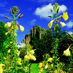 Gardens of Dumfries and Galloway